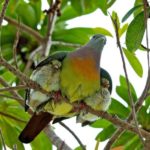doves-150x150 Nota de um dólar