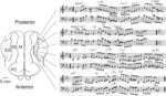 432 Hz – O segredo por trás da frequência de Deus