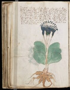 440px-Voynich_Manuscript_100-236x300 O Manuscrito Voynich